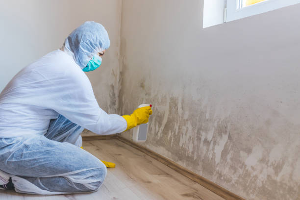 Best Asbestos and Lead Testing During Mold Inspection  in Elbow Lake, MN