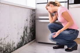 Why You Should Choose Our Mold Remediation Services in Elbow Lake, MN